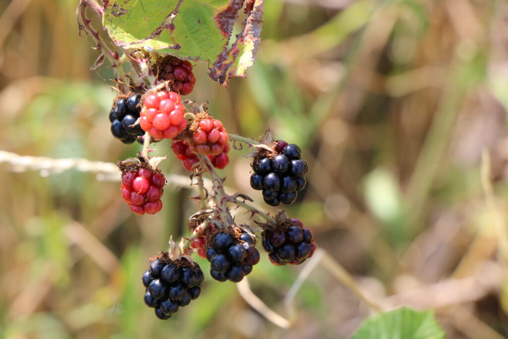 Blackberries; Pegwell Bay trip; July 2024; Matt