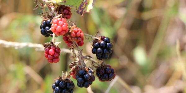 Blackberries; Pegwell Bay trip; July 2024; Matt