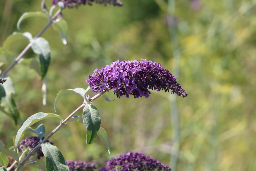 Purple Buddleia; Pegwell Bay trip; July 2024; Matt