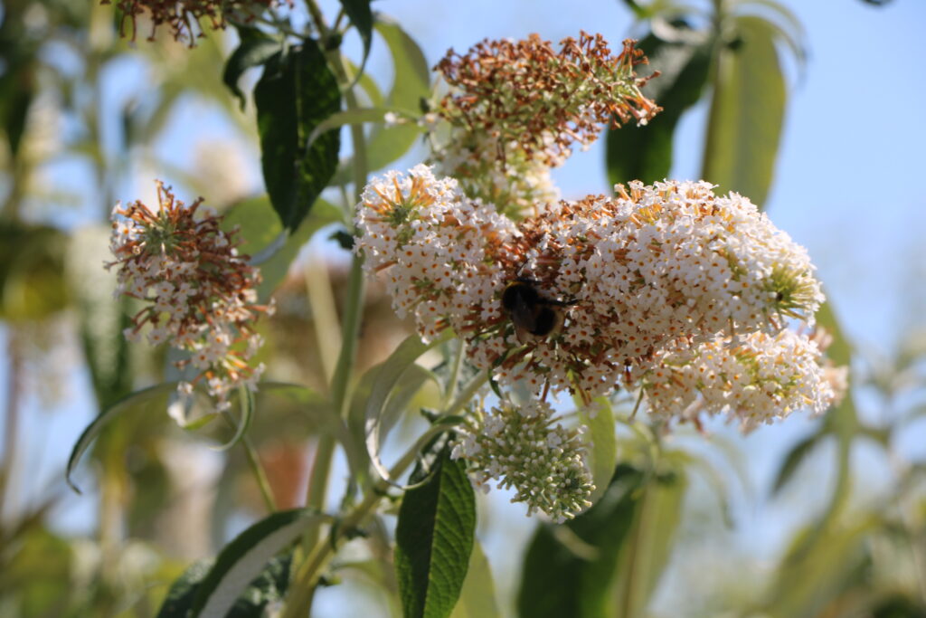 White Buddleia; Pegwell Bay trip; July 2024; Matt