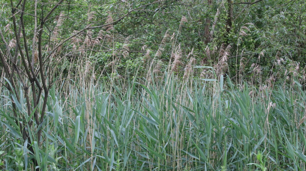 Long grass. June 2024. Photo by Dave.
