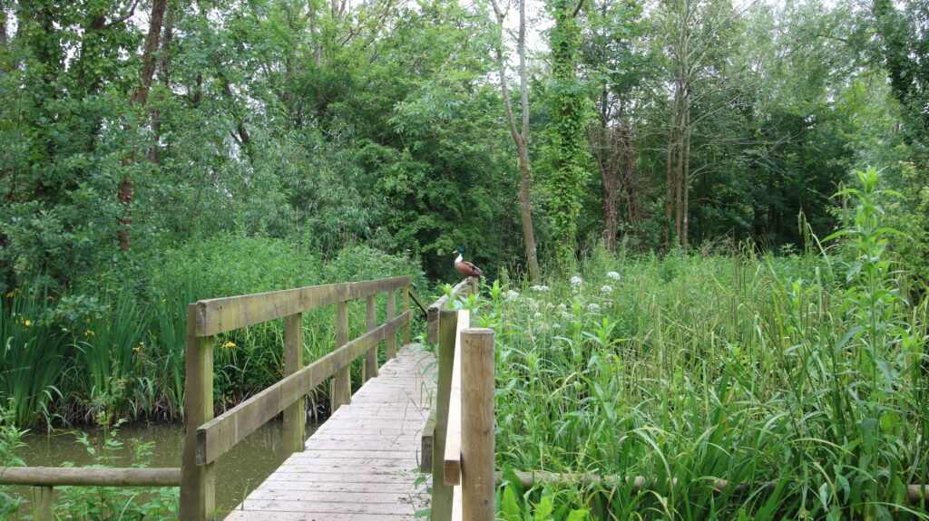 Duck on bridge. June 2024. Photo by Dave.