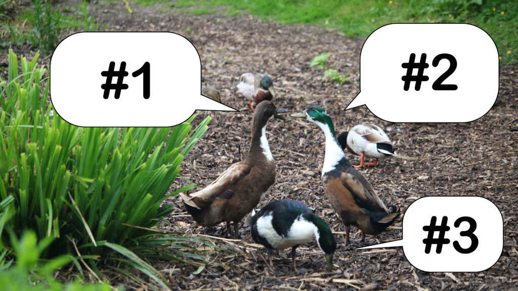 Caption contest - three ducks with speach balloons. Photo by Dave; Edit by Matt.