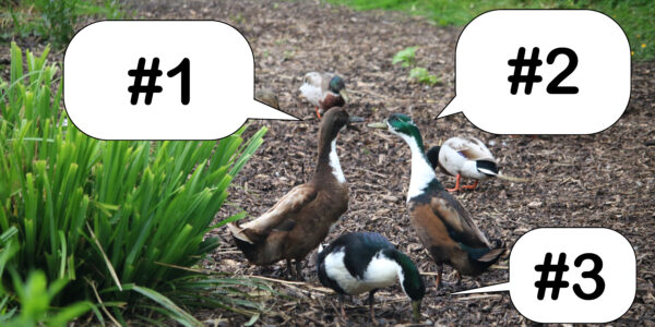 Caption contest - three ducks with speach balloons. Photo by Dave; Edit by Matt.