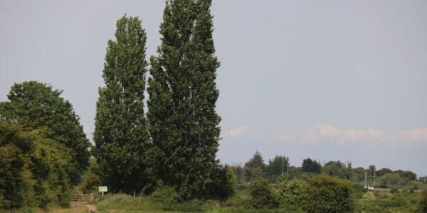 A freshly planted field with rows of green shoots. behind it is a hedgerow with two poplar trees together.