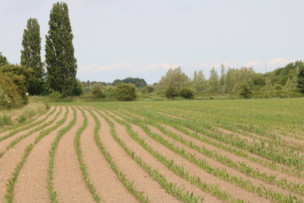 A freshly planted field with rows of green shoots. In the distance is a hedgerow with two poplar trees together.