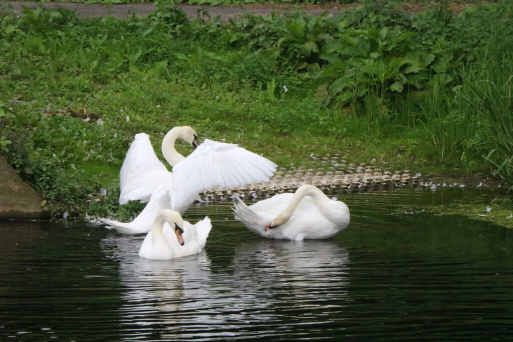 Swans by Matt