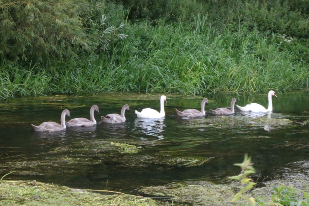 swans by Matt
