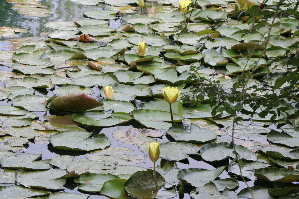 water lillies