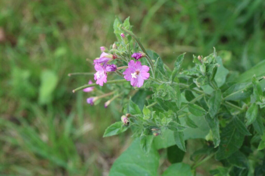 random purple flower yet to be identified