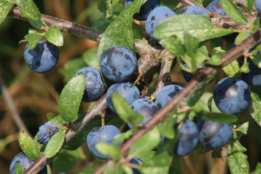 blue fruit of some kind