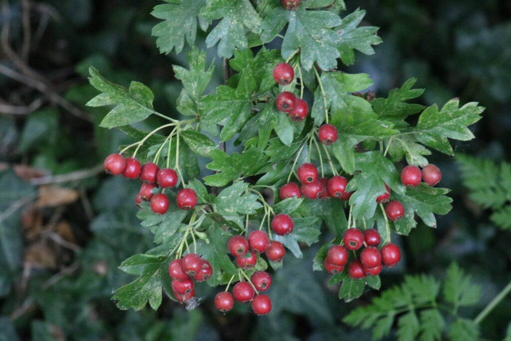 berries