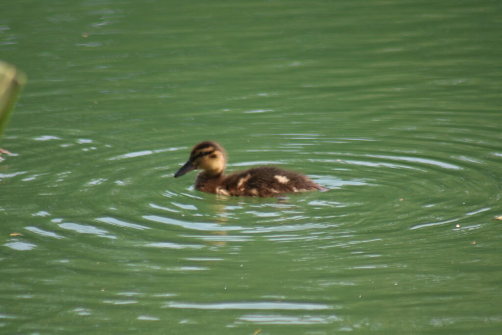 ducking swimming