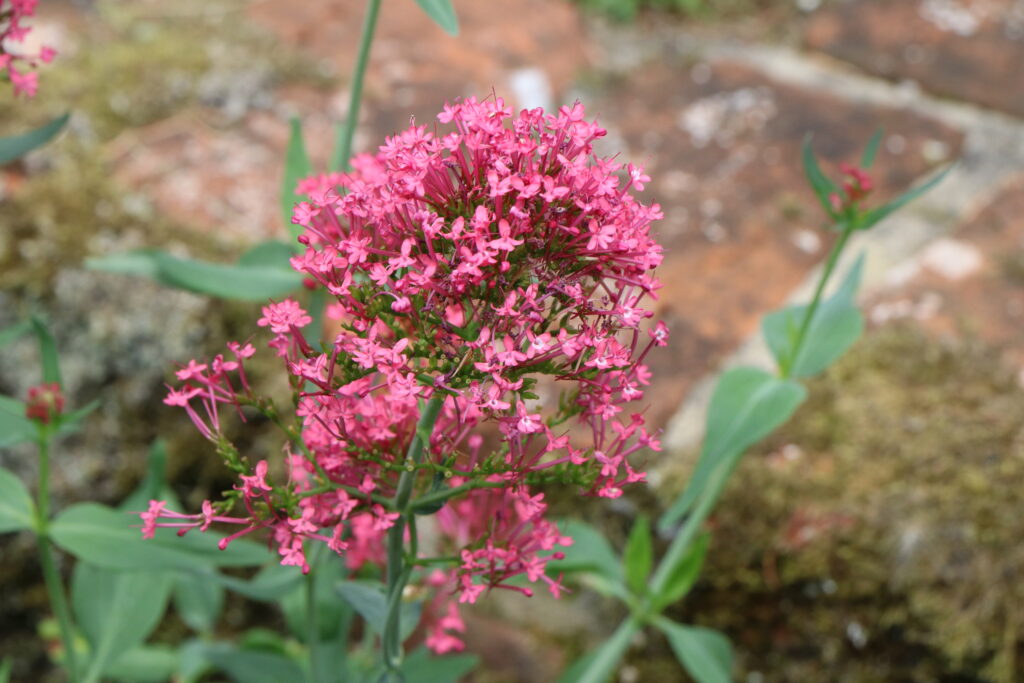 Red Valerian flower close up